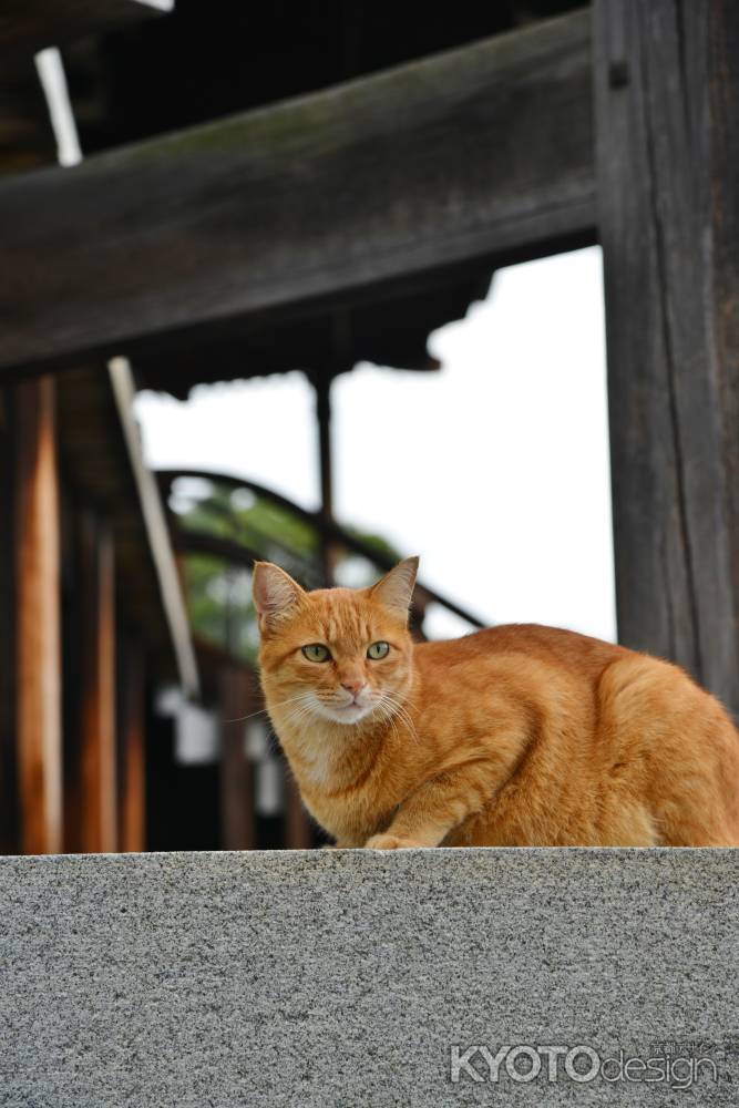 くろ谷さんのネコちゃん