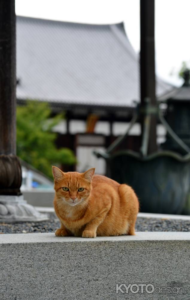 くろ谷さんのトラ猫