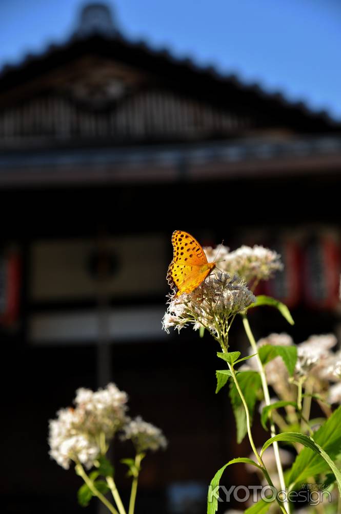革堂行願寺　ツマグロヒョウモン
