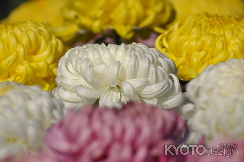 ふわふわマシュマロ