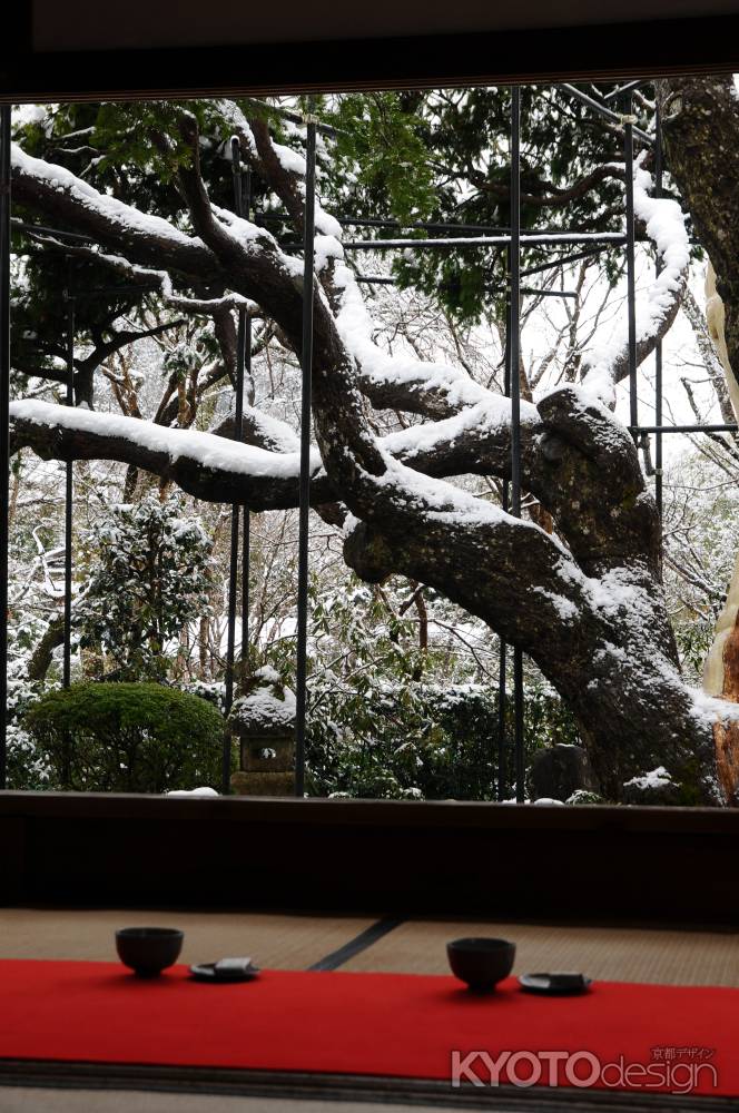 五葉の松を愛でながら