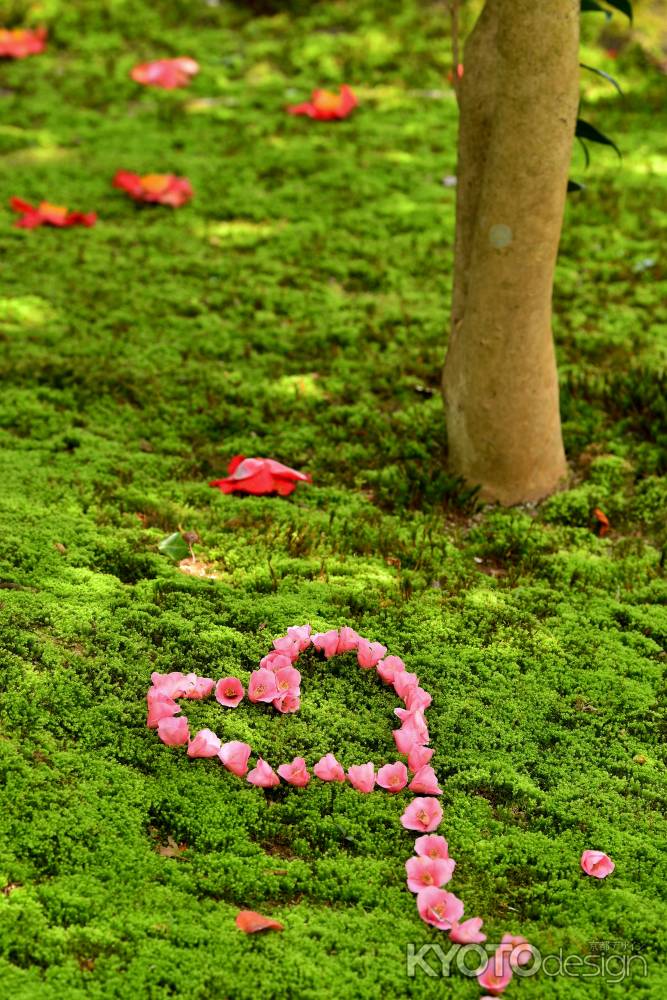 可愛いロゼフローラ