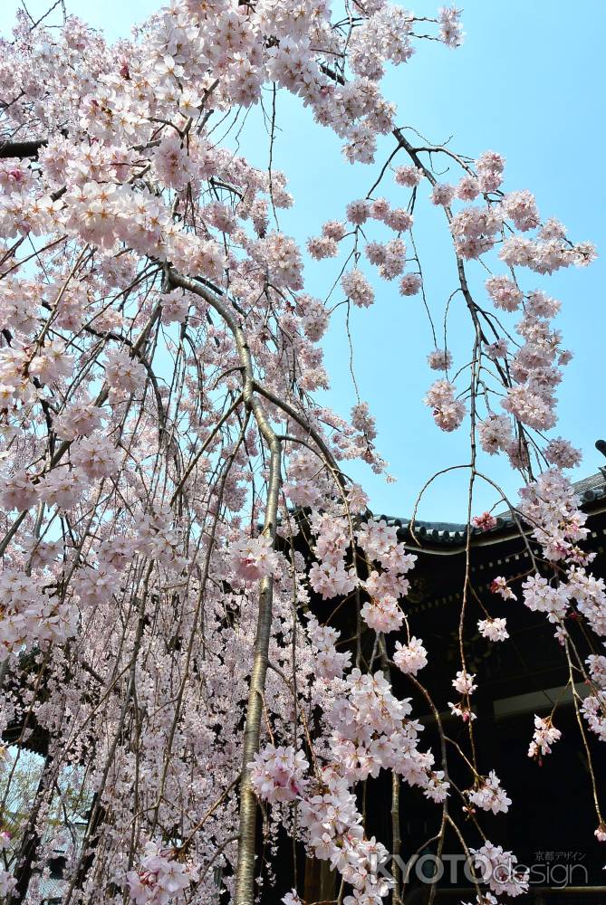 撓んでる桜