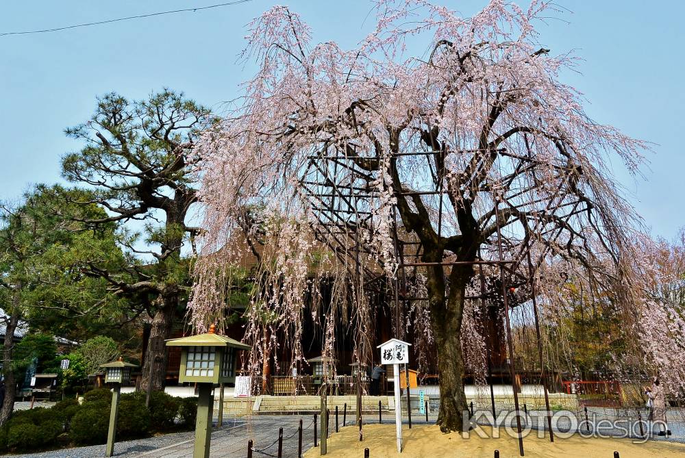細やかなおかめ桜