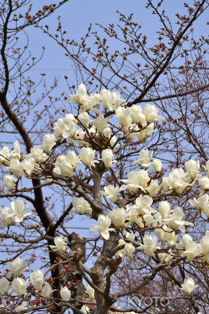 モクレン春の空