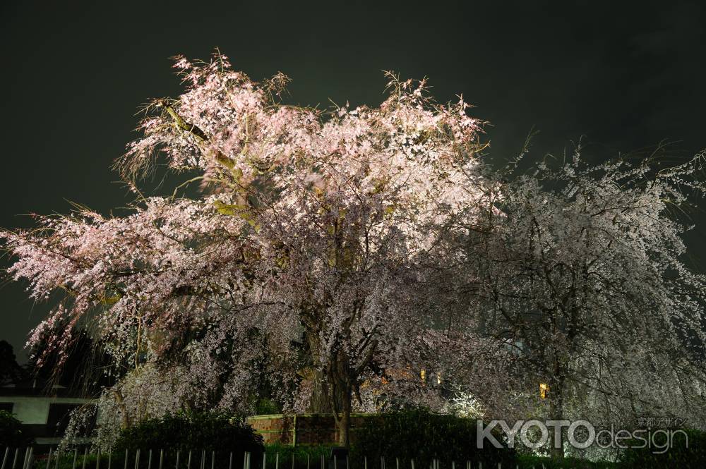 円山公園　夜桜