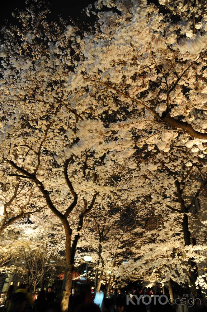 祇園白川さくらライトアップ