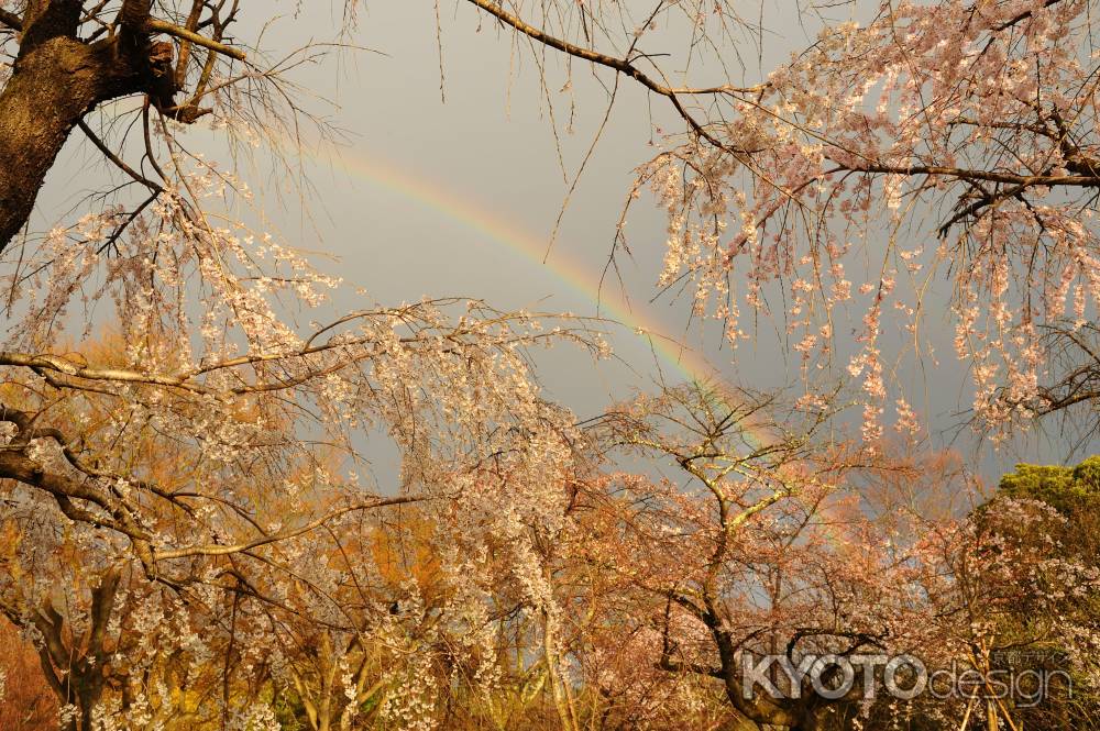 桜と虹