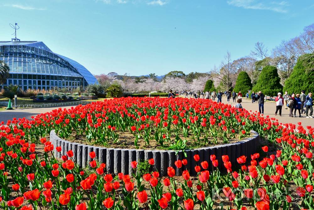 咲いた咲いたチューリップ