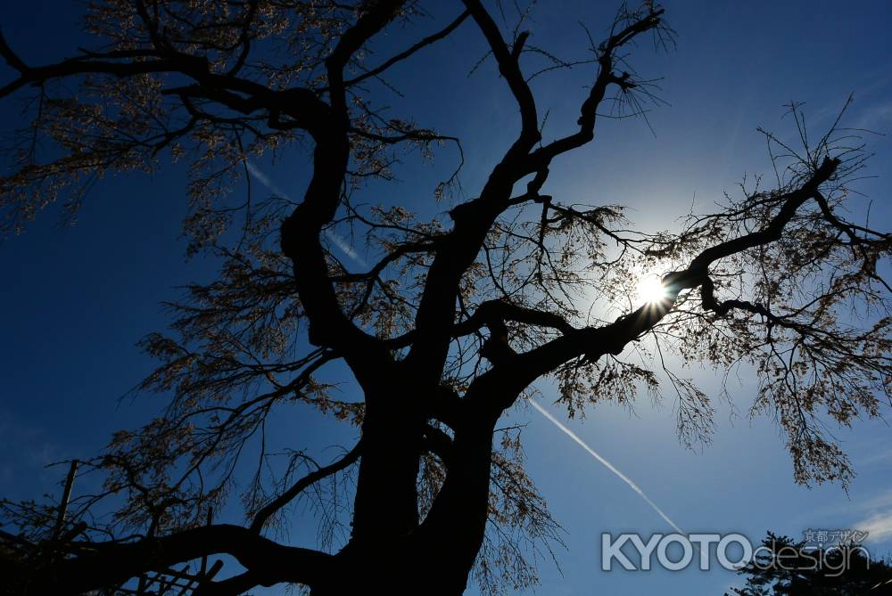 大枝垂れ桜