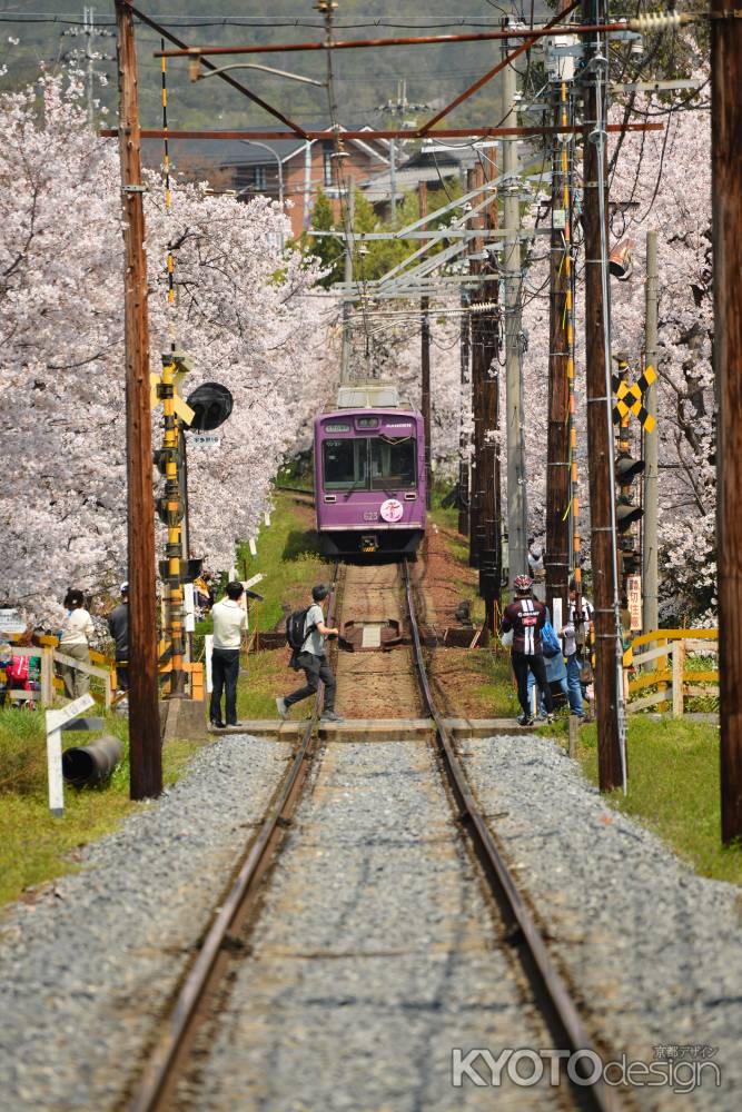 桜バックショット