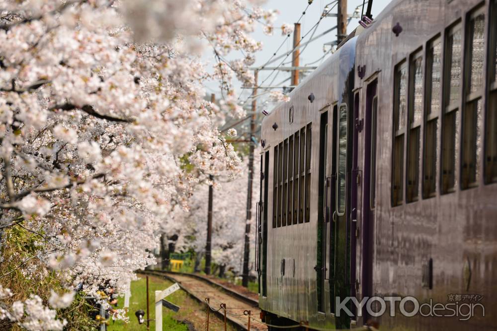 桜色に染まる車体
