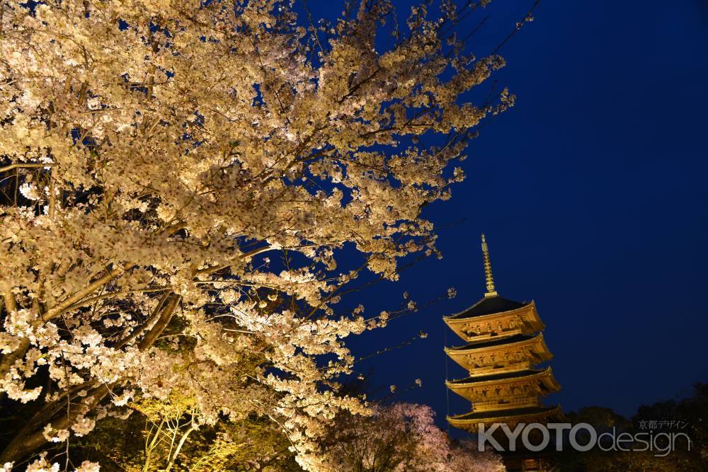 豪華絢爛　夜桜