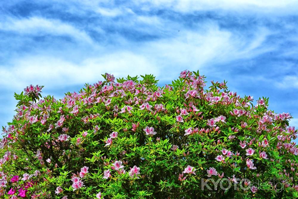 甘いつつじの蜜