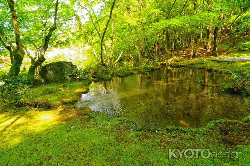 新緑のせせらぎ