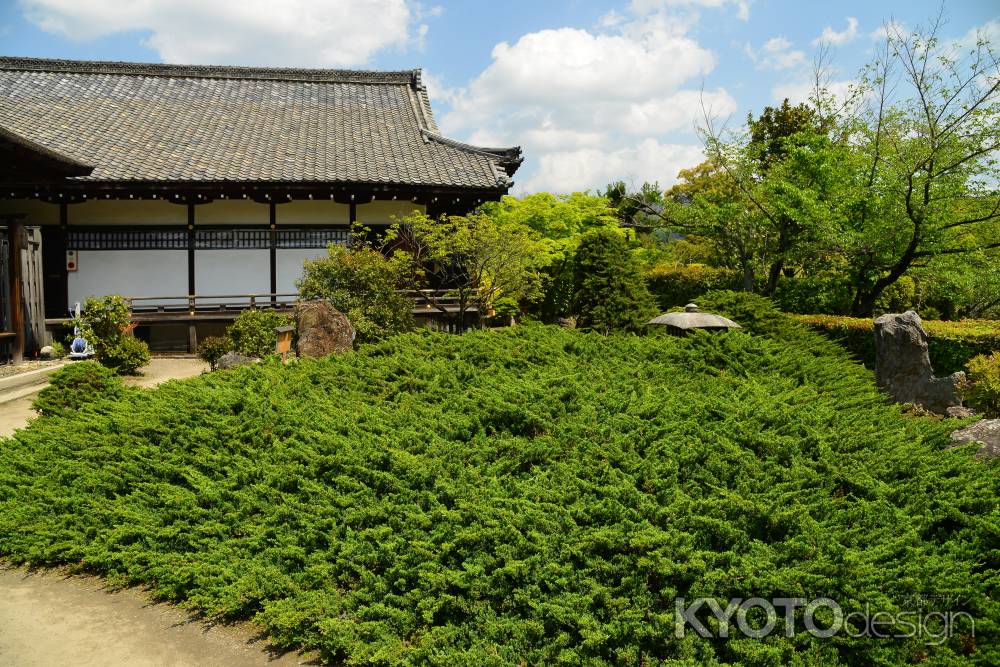 勧修寺 ハイビャクシン