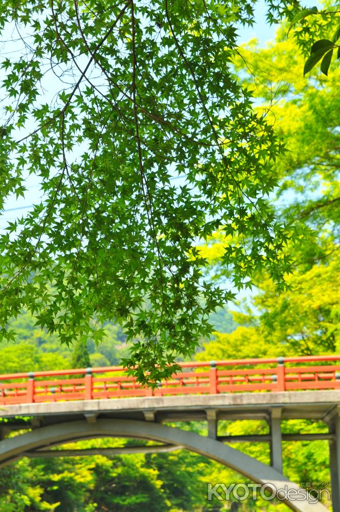 萌える若葉と渡猿橋