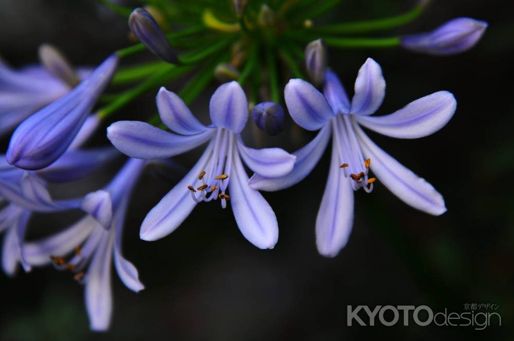 agape（愛）＋anthos（花）＝アガパンサス