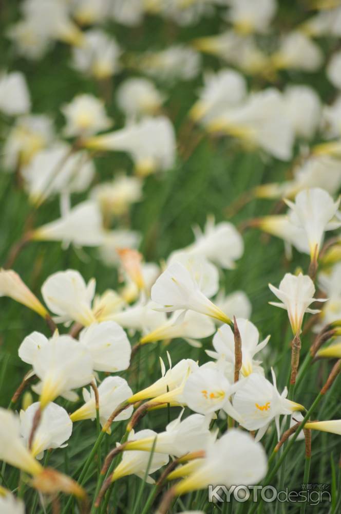 ナルキッスス　カンタブリクス