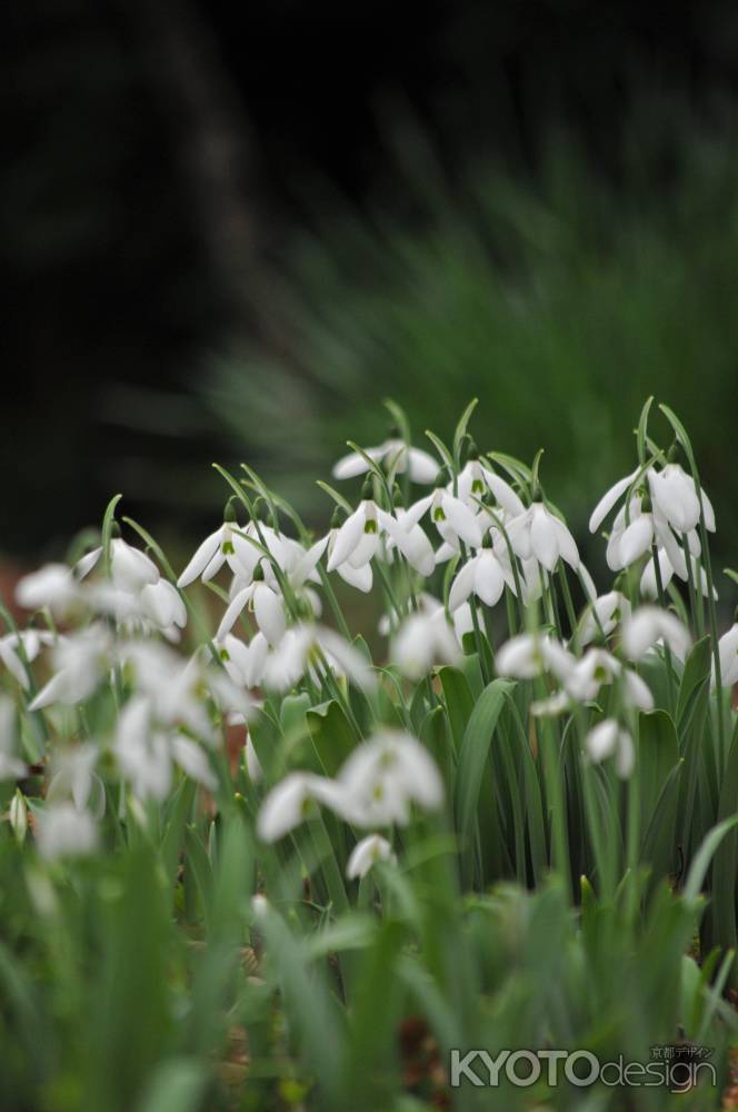 スノードロップ物語