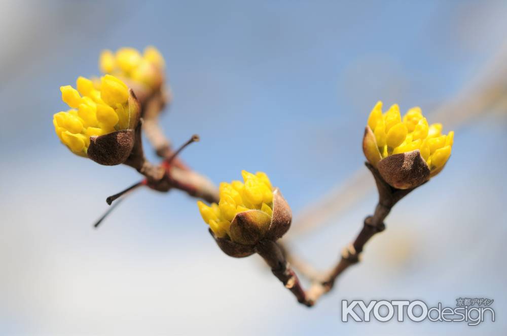 山茱萸(さんしゅゆ)