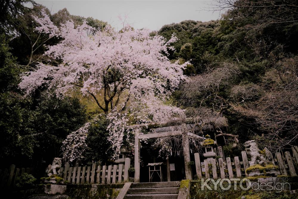 狛ねずみさんの春