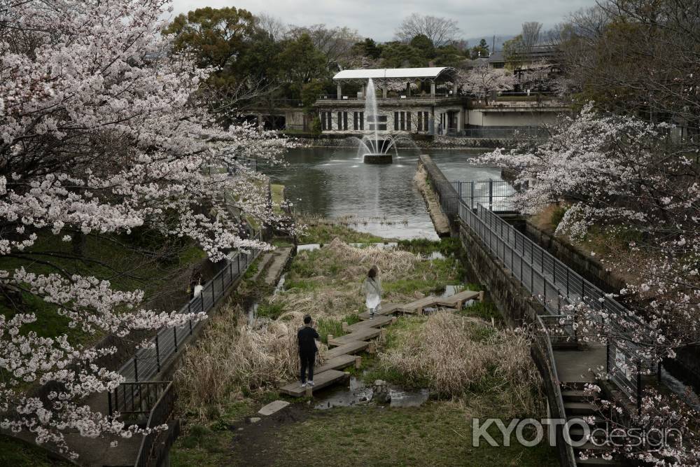桜と噴水