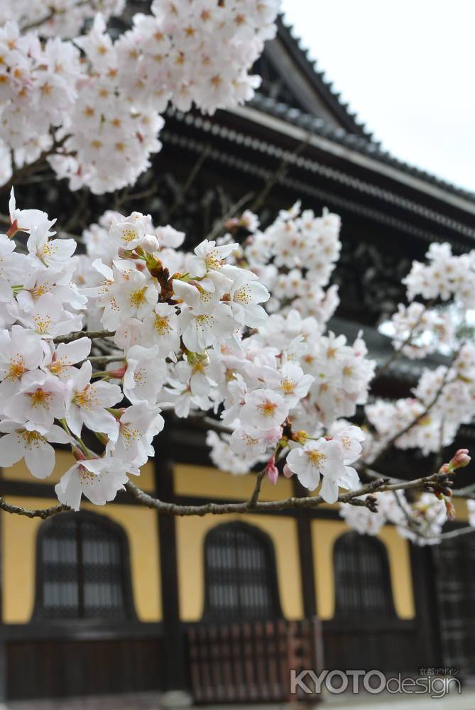 法堂の桜