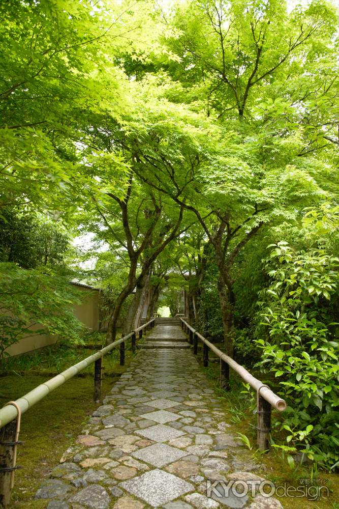 緑のトンネルは続くよどこまでも