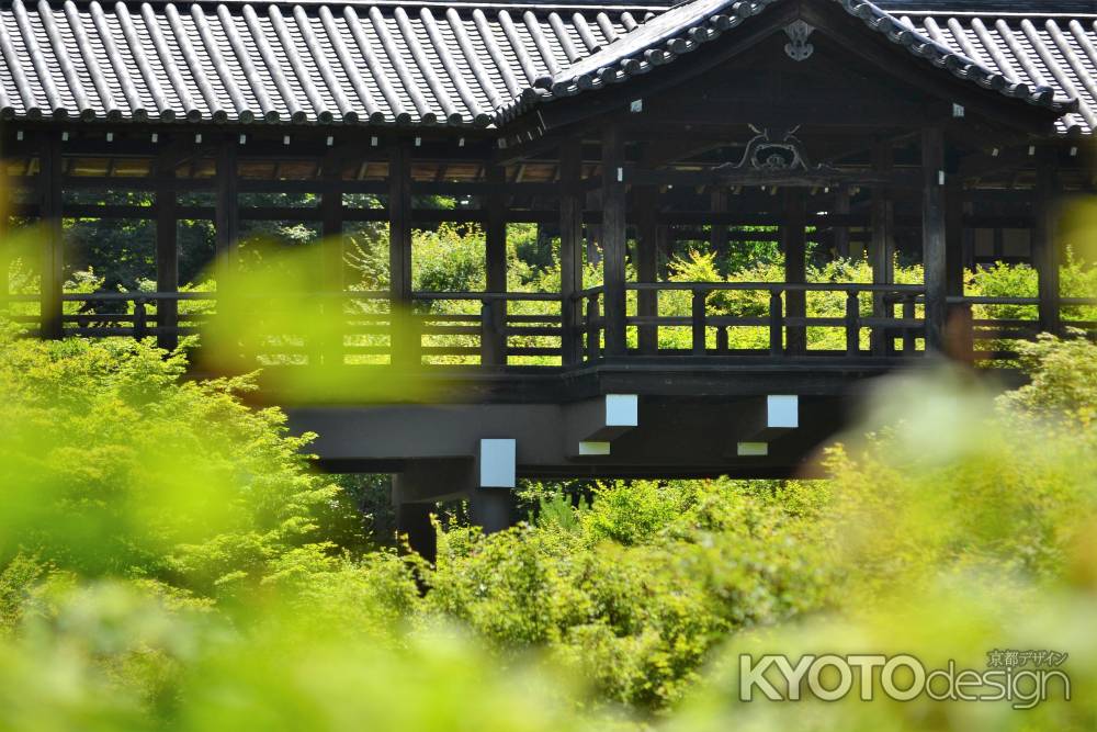 緑陰をわたる風