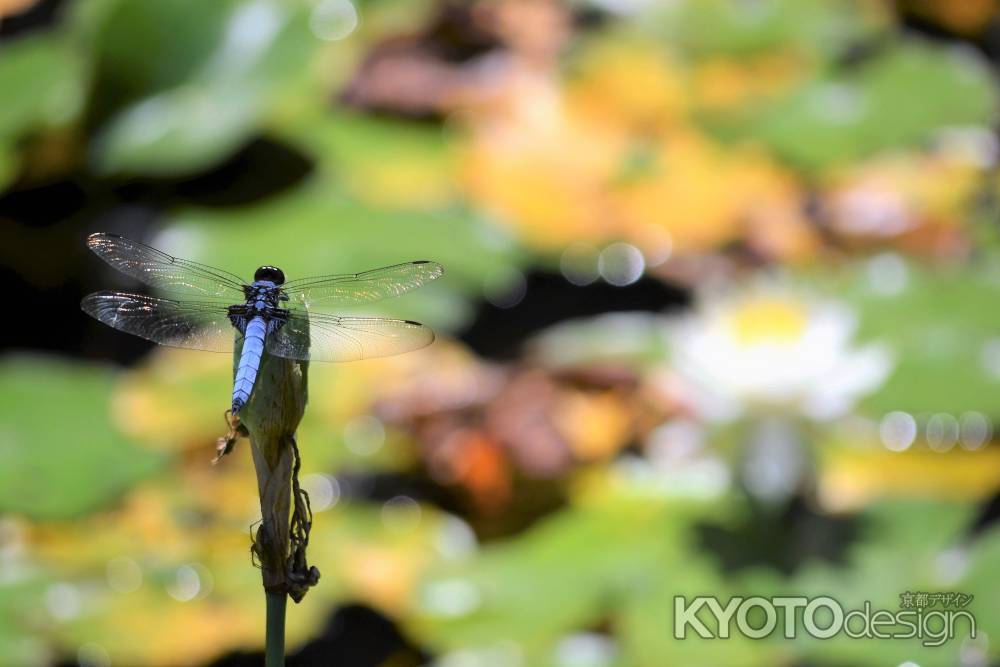 トンボのメガネは♡型