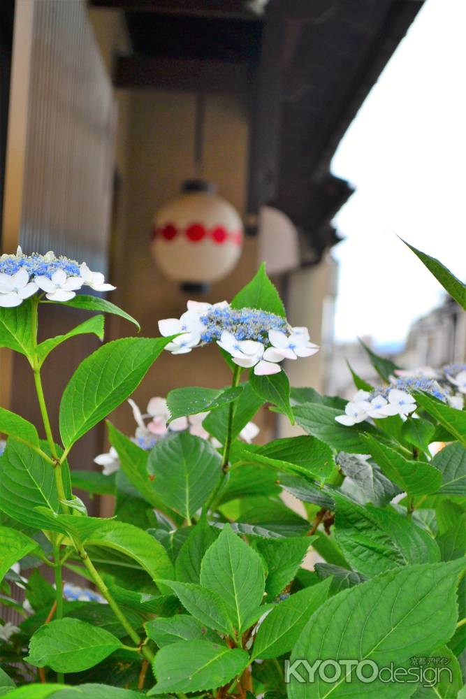 五つ団子とアジサイ