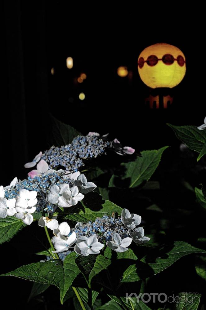 夜に浮かび上がる