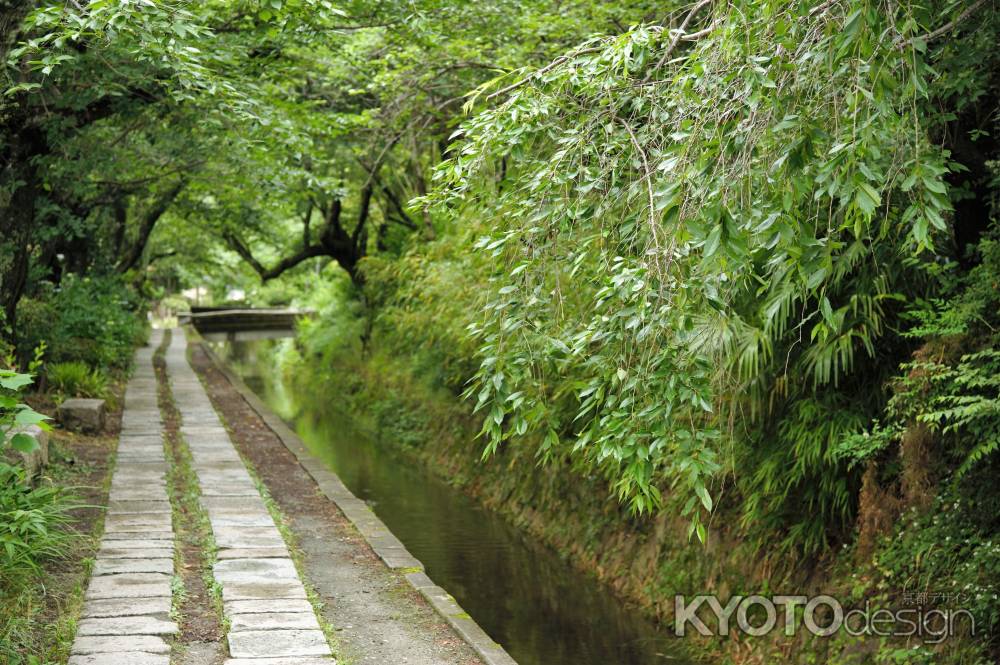 ６月の哲学の道