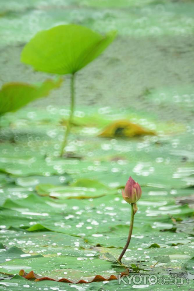 雨中のハス