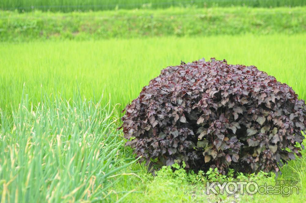 大原の里　紫蘇