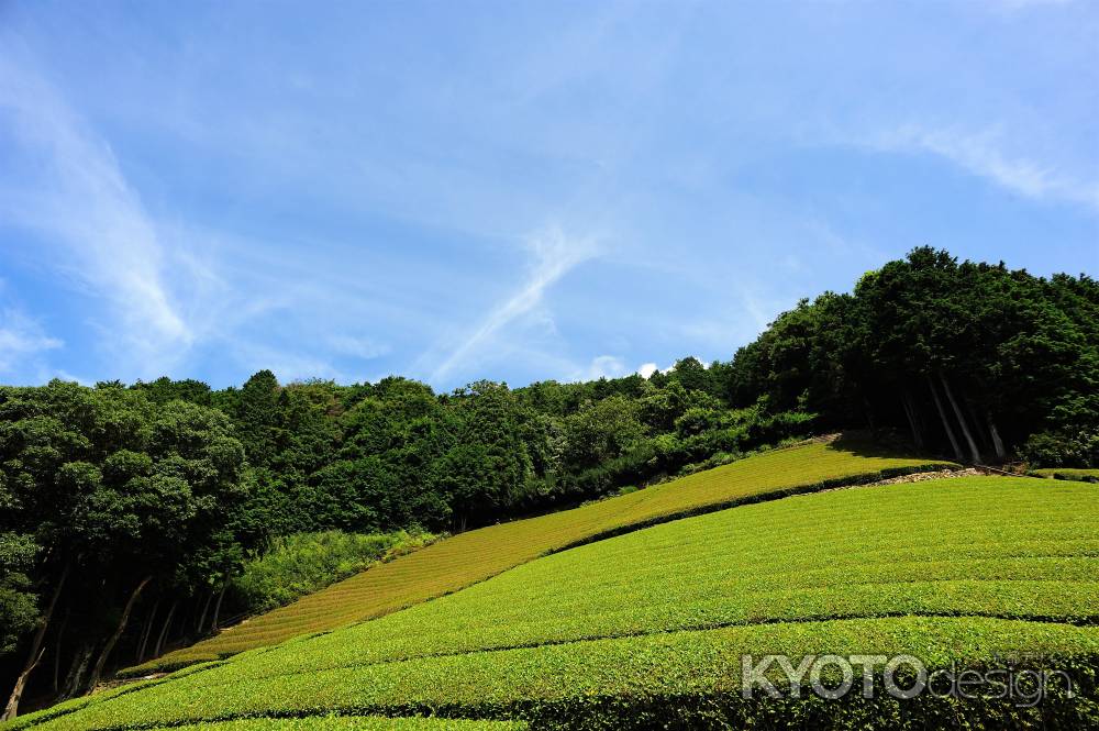 青空と茶畑