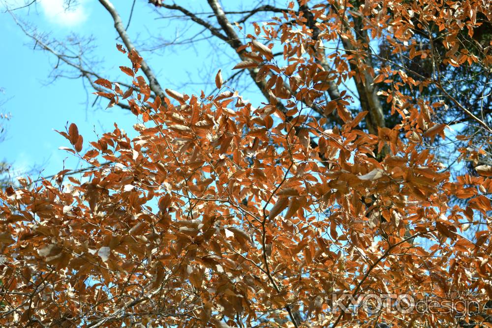 頑張れ受験生！(๑•̀ㅂ•́)و✧