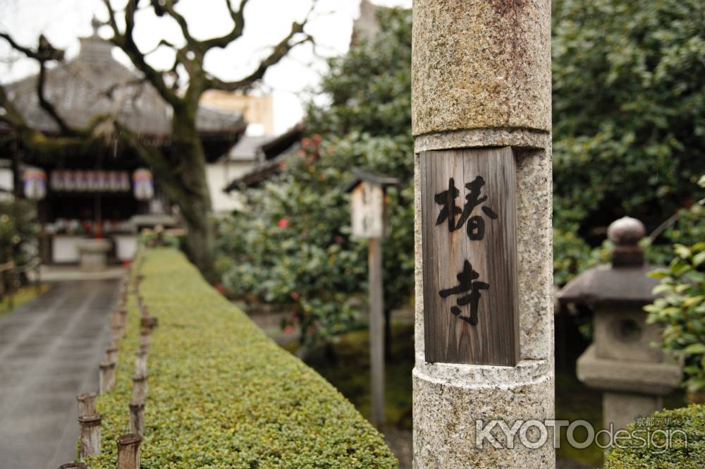 豊臣秀吉遺愛の散椿