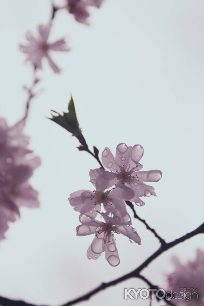 雨粒と桜