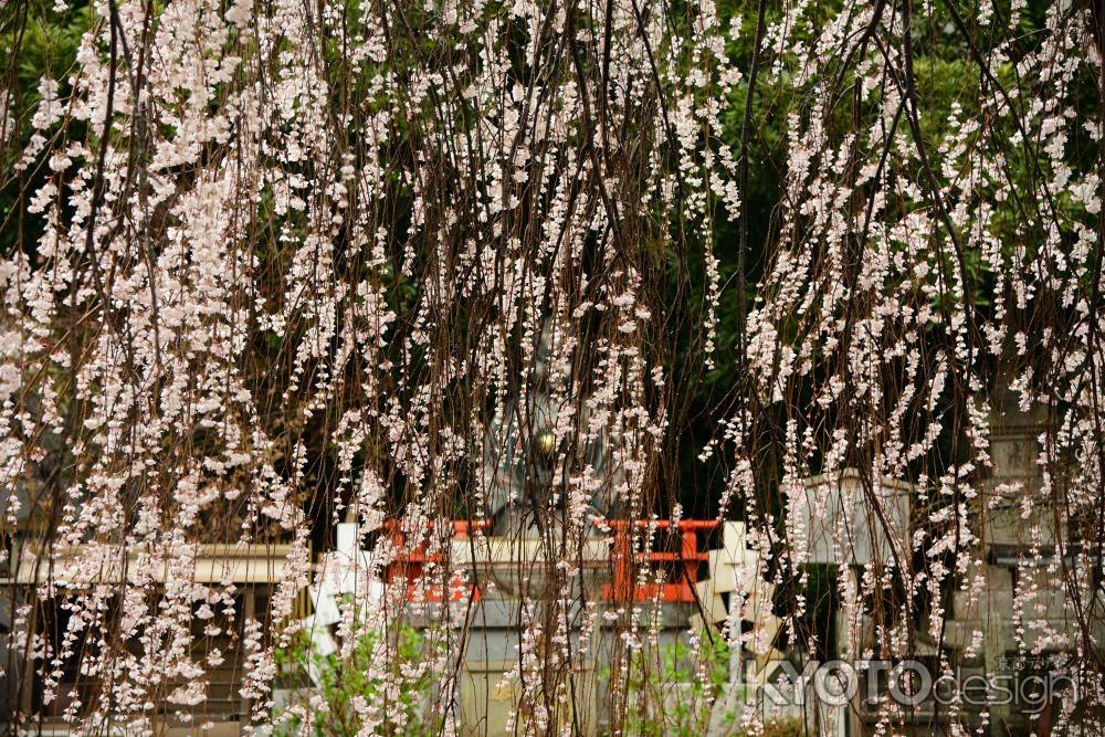千本釈迦堂　おかめ桜