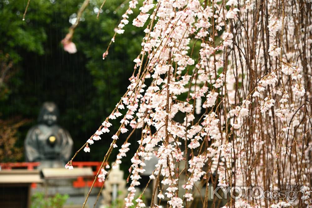 枝垂桜