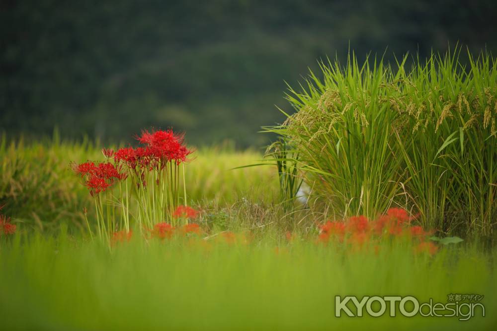 もうすぐお別れだね