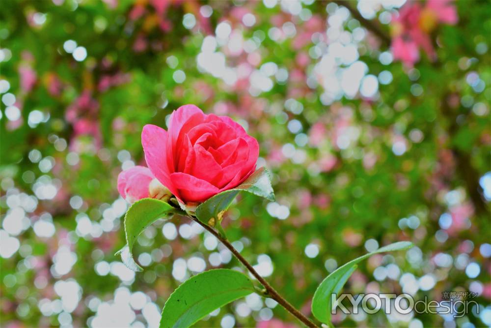 SEKAI NO OWARI「サザンカ」