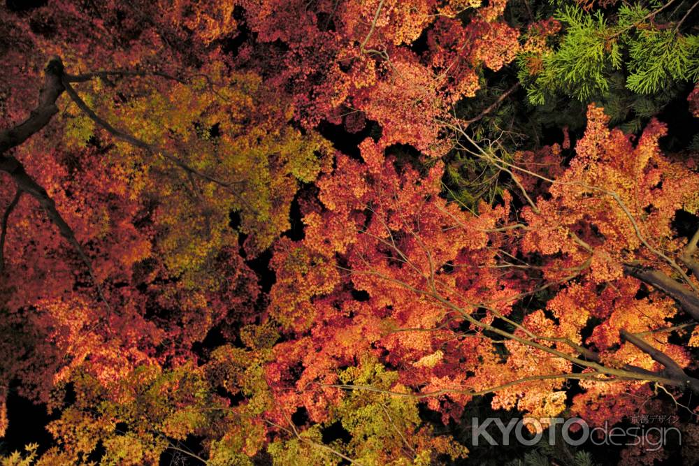 北山杉との共演