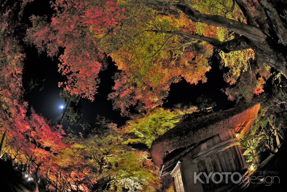 月夜のもみじ