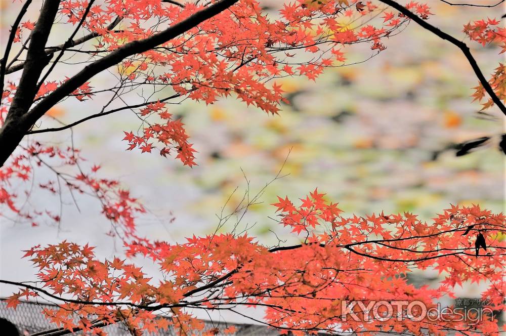 鏡容池の波間に