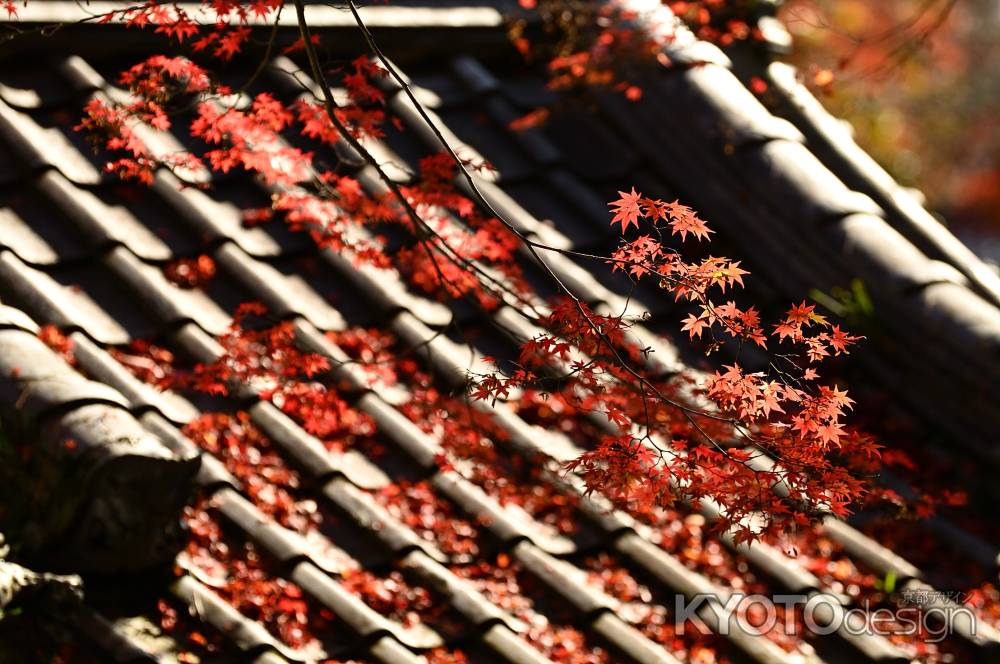 門屋根のもみじ