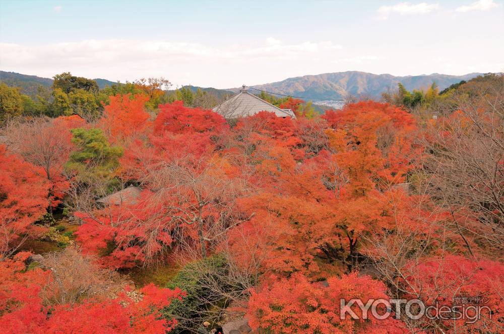見渡す限りの紅葉