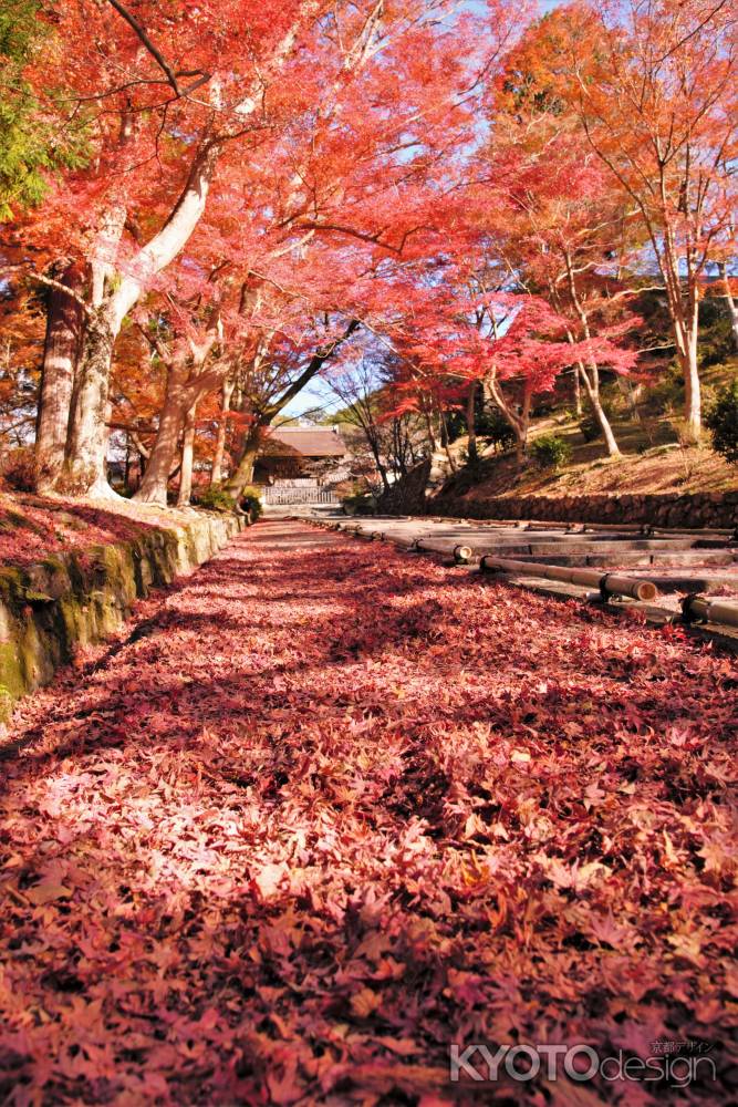 勅使坂　あふれるモミジ